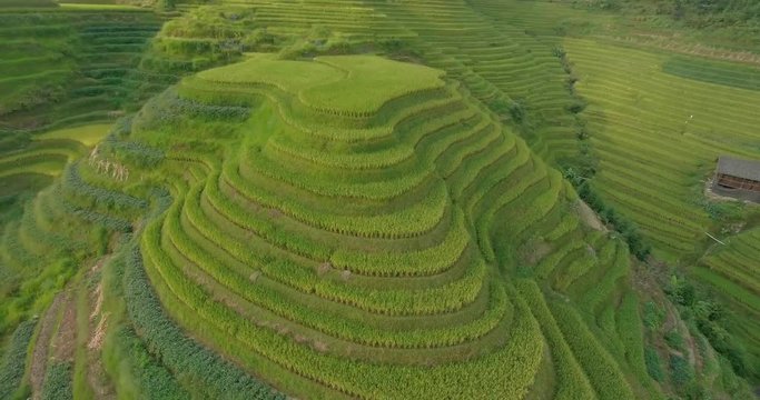 Top view or aerial shot of fresh green and yellow rice fields.Longsheng or Longji Rice Terrace in Ping An Village, Longsheng County, China.