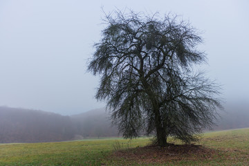 Obraz premium Bäume auf einer nebligen WInterwiese