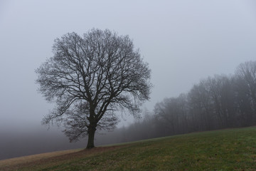 Bäume auf einer nebligen WInterwiese