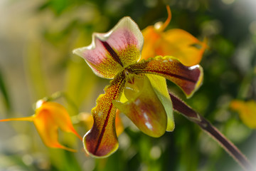 Fototapeta na wymiar Nahaufnahme einer Orchideenblüte