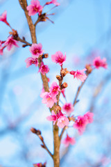 Fototapeta na wymiar Soft focus Cherry Blossom or Sakura flower