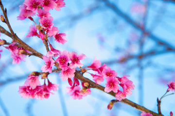 Soft focus Cherry Blossom or Sakura flower