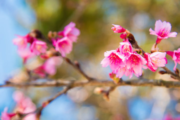 Fototapeta na wymiar Soft focus Cherry Blossom or Sakura flower