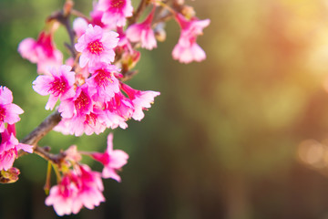 Soft focus Cherry Blossom or Sakura flower