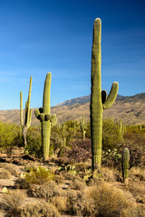 Saguaros