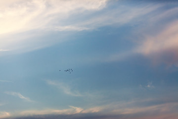 Fototapeta na wymiar Птицы летят в закатном небе