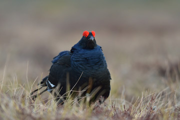 Black grouse (Tetrao tetrix) in the bog. Birkhuhn. Blackgame (Lyrurus tetrix). Wetland.