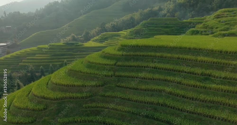 Wall mural Top view or aerial shot of fresh green and yellow rice fields.Longsheng or Longji Rice Terrace in Ping An Village, Longsheng County, China. - Wall murals