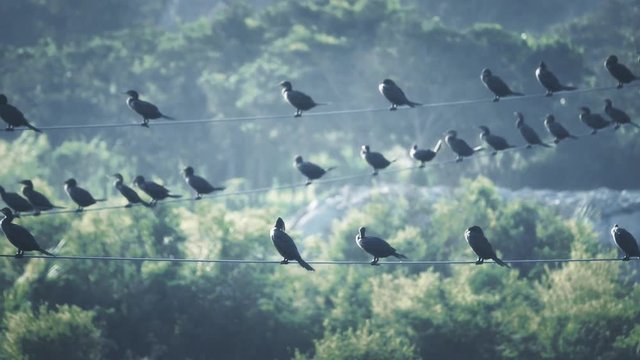 Black birds hanging on a electrical wire on a windy day.