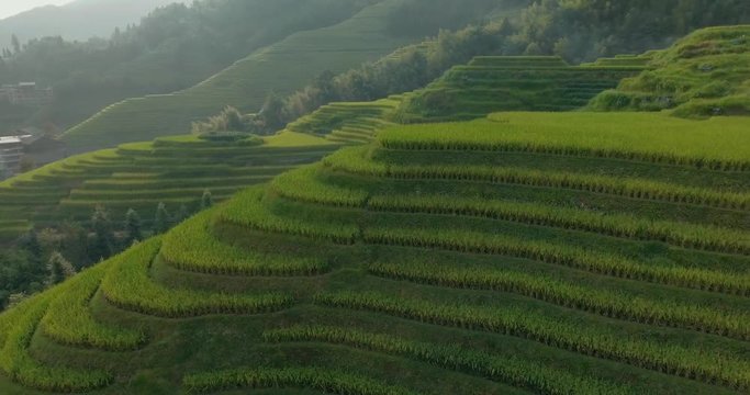 Top view or aerial shot of fresh green and yellow rice fields.Longsheng or Longji Rice Terrace in Ping An Village, Longsheng County, China.