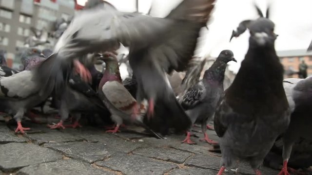 Flock of pigeons searching for food on the Red square of Vyborg, Russia. Shooting from the bottom point