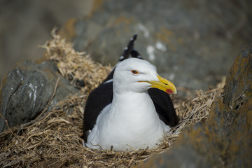 Seagull Nesting in Nest on Rocks