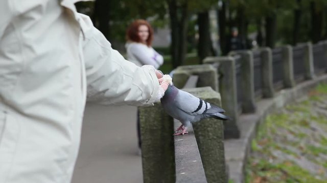 Woman is feeding the pigeon. Dove is afraid to take a bread.