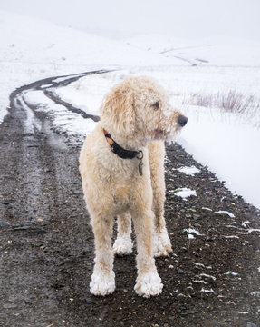 "Hiking Four-Wheel Drive Trail during Storm"