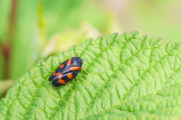 Pennica, kunavich, cercopis krasnopenskaya (lat. Cercopis sanguinea) is a species of cicadina of the family of Pennisi (lat. Cercopidae)