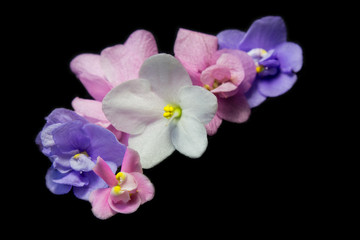 Fototapeta na wymiar Saintpaulia(viola) flowers