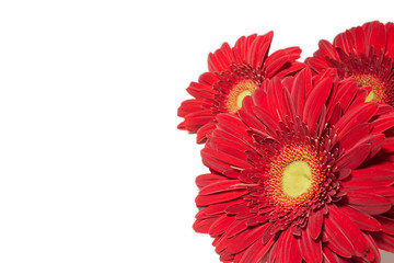 red flower (Gerbera)  isolated