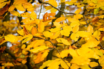 Yellow leaves