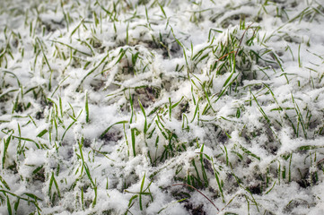 Green grass covered with first snow.
