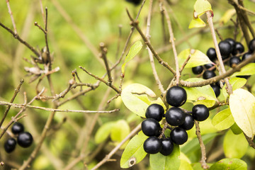 Ligustrum vulgare