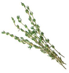 Rosemary herb closeup isolated on white background