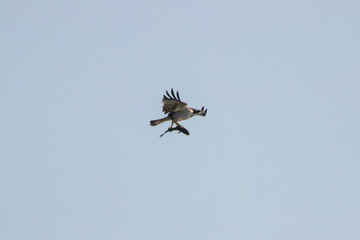 Osprey fishing in natural reserve named 