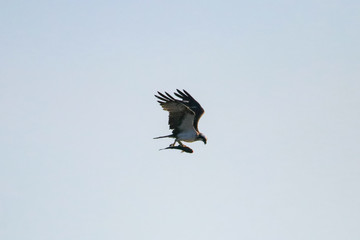 Osprey fishing in natural reserve named "Marismas del Odiel in Huelva, Andalusia, Spain. This is one os places where ospreys reproduce in Europe