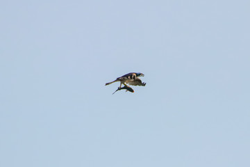 Osprey fishing in natural reserve named 