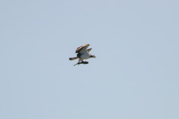Osprey fishing in natural reserve named 