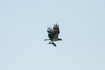 Osprey fishing in natural reserve named 