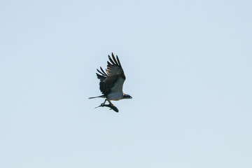Osprey fishing in natural reserve named 