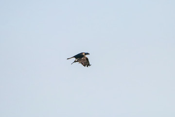 Osprey fishing in natural reserve named 