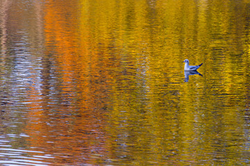 Black-headed Gull Larus ridbundus and reflected autumn colors