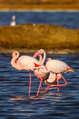Sweet landscape of flamingos in sunset in natural reserve named "Marismas del Odiel" in Huelva, Andalusia, Spain. This natural reserve is one of limited places where flamingos reproduce in Europe © Alfredo