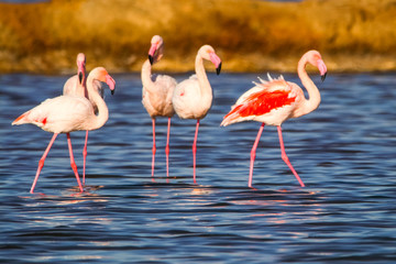Sweet landscape of flamingos in sunset in natural reserve named "Marismas del Odiel" in Huelva, Andalusia, Spain. This natural reserve is one of limited places where flamingos reproduce in Europe