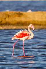 Sweet landscape of flamingos in sunset in natural reserve named 