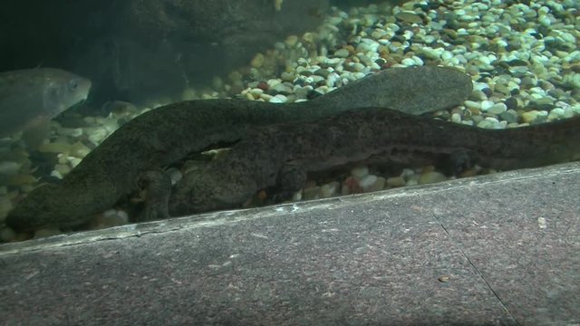Triton, newt, eft, merman lay on the bottom of aquarium