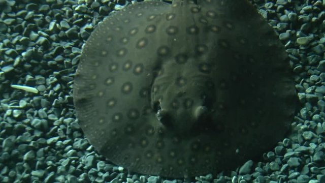 Whiptail Stingray floating at the bottom of the sand
