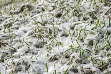 Green grass is covered the first snow.