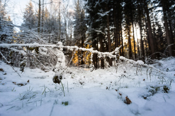 snowy path through winter forest leading to light