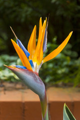 Fototapeta na wymiar Bird of Paradise Flower or Strelitzia in Guatemala