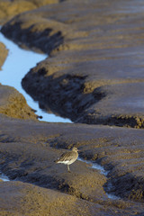 Curlew Numenius arquata feeding  at Titchwell Norfolk November