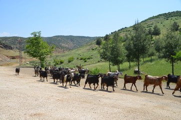 Obraz premium Yesemek Quarry and Sculpture Workshop