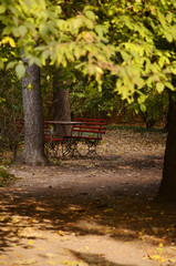 Wooden bench in park. Autumn background