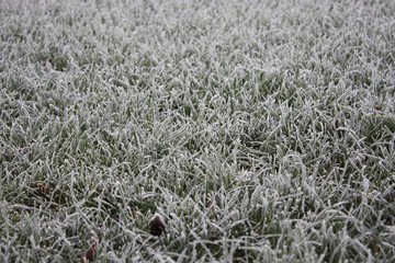 White frost on grass field