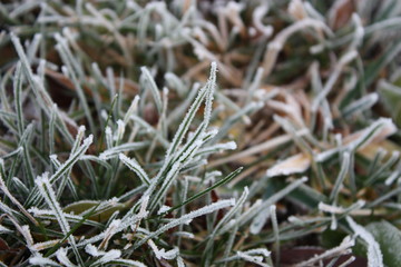 White frost on grass closeup