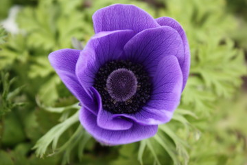 Anemone blossom