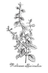 Hand drawn botanic on white background