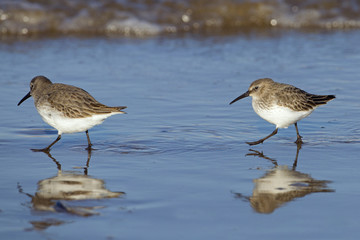 Dunlin Calidris alpina running along beach Titchwell Norfolk