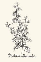 Hand drawn botanic on ecru background